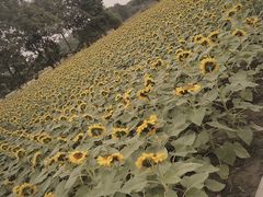 -中国天府农业博览园