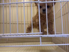 -宠爱多约克夏马尔济斯泰迪小型犬专卖