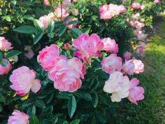 -人民公园(罗湖区)