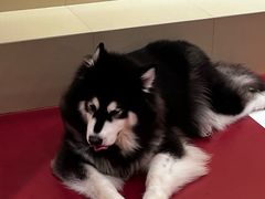 -和它·交个朋友·狗咖猫咖(爱琴海店)