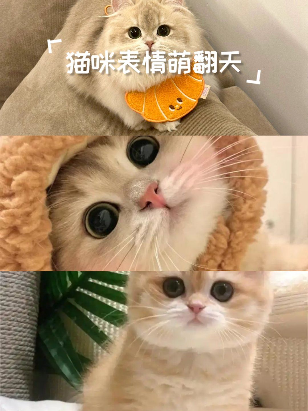 猫咪表情萌翻天