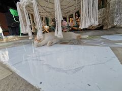 -喵屿·大理花园猫咖