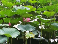 -长春市南湖公园