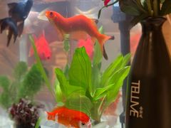 -海底捞火锅(武胜路凯德广场店)