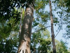 -火炉山森林公园