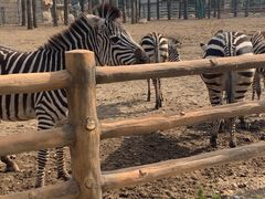 -大连森林动物园