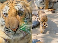 -云南野生动物园