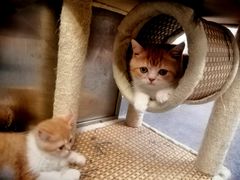 -爱诺耐芙动物医院(万博店)