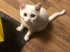 -猫十亿·布偶金渐层·曼基康矮脚猫舍(青年路店)