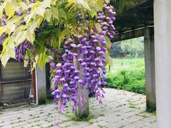 -贵州省植物园