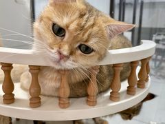 -1013 PET SHOP 宠物商店(近铁城市广场店)