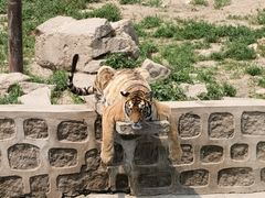 -横道河子东北虎林园