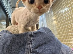 -十年猫舍·猫咪专门店(普陀店)