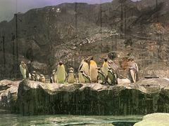 -新加坡飞禽公园