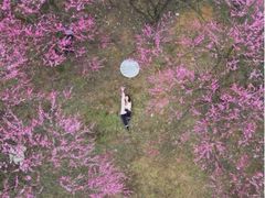 -新建村梅花