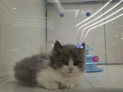 -1013 PET SHOP精品宠物商店(丁香店)