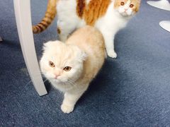 -喵的天空名猫咖啡馆·撸猫·猫舍·用品