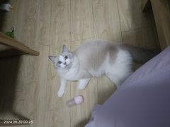 -伟伟宠物医院·瑞派猫友好医院·猫科(光谷店)