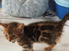 -糯米喵星人总部直营旗舰店·猫舍·幼猫出售