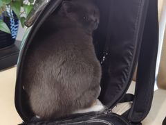 -喜多萌中农锦绣动物医院24H·猫科·牙科MRI·CT