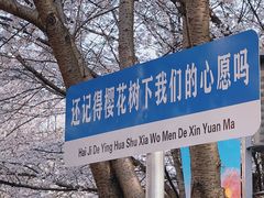 -高东镇樱花园