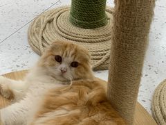 -喵园·猫主题咖啡厅·撸猫·猫咖(国贸店)