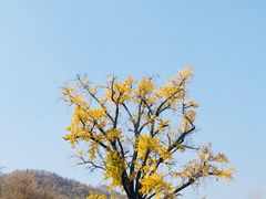 -千年银杏谷文化旅游区