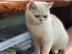 -东方名猫馆·英短金渐层布偶猫舍(环线广场1号楼店)