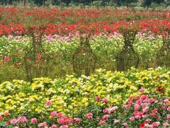 -洪湖湿地生态园