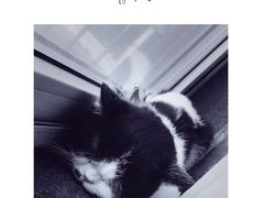 -万小咖.猫咖(中山路天虹店)