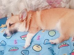 -美联众合动物医院·24h转诊中心