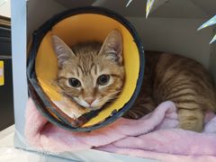 -芭比堂动物医院·犬猫全科·异宠专科(雁塔分院)