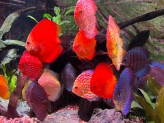 -上海海洋水族馆