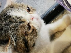 -瞄一喵猫咖(格力海岸店)
