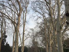 -武汉大学-樱园