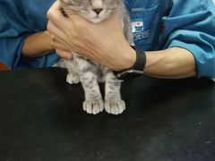 -安安宠医宠物医院·异宠·犬猫内科(岳阳分院)