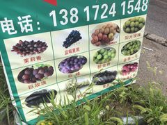 -马陆小张葡萄园农家乐