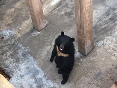 -东方熊牧场