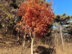 -北京西山国家森林公园