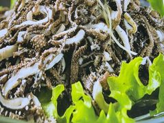 -小板凳·锦州烧烤(高新区店)