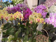 -FEI FEI FLOWER鲜花店·气球派对·宝宝宴布置(虹口德必运动Loft店)