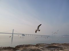 -星海湾跨海大桥