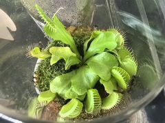 -荷兰花海