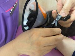 -北京观赏动物医院·24小时大型综合·猫专科·异宠专科
