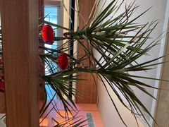 -樱㳊音乐餐酒吧