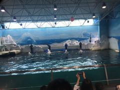 -秦皇岛乐岛海洋王国