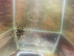 -上海大自然野生昆虫馆(东方明珠·爬宠昆虫探索中心)