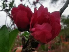 -桃花涧