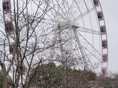 -顾村公园