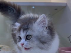 -小猫来了·猫咪专售(红山六九七九店)